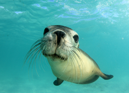 Sea Lion